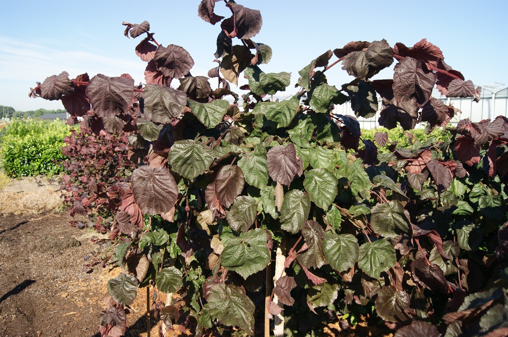 https://www.breederplants.nl/images/thumbs/0001485_Corylus avellana 'Purple Umbrella'  (2).jpeg